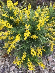 Genista stenopetala