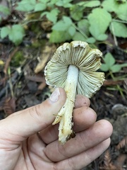 Pseudosperma sororium