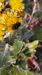 Calliphora vomitoria