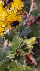 Calliphora vomitoria