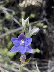 Thelymitra nervosa