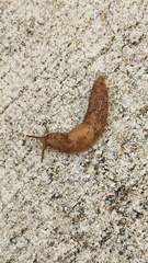 Deroceras reticulatum