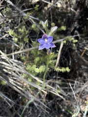 Thelymitra nervosa