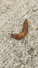 Deroceras reticulatum