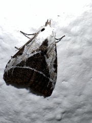 Meganola leucosigna