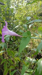 Ipomoea seducta