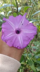 Ipomoea seducta