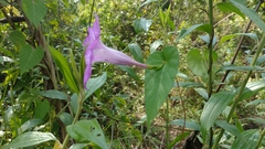 Ipomoea seducta