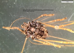 Platybunus pinetorum