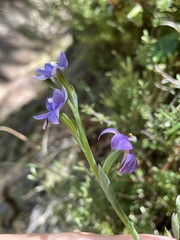 Thelymitra nervosa