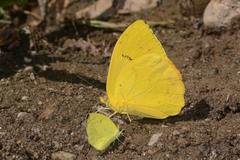 Phoebis philea philea