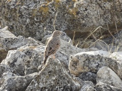 Alaudala rufescens