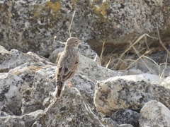 Alaudala rufescens