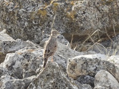 Alaudala rufescens