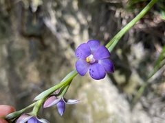 Thelymitra nervosa