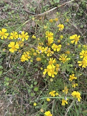 Helenium amarum