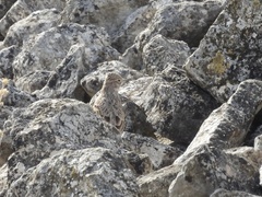Alaudala rufescens