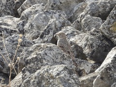 Alaudala rufescens
