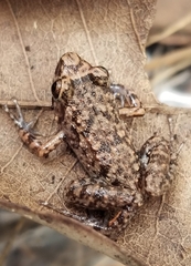 Eleutherodactylus rogersi