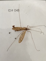 Platytipula