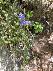Thelymitra nervosa