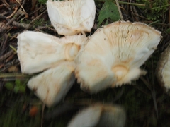 Chlorophyllum rhacodes