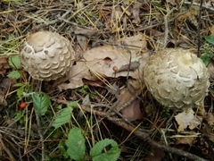 Chlorophyllum rhacodes