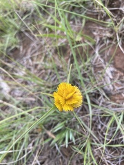 Cyperus sphaerocephalus