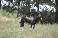 Damaliscus pygargus pygargus