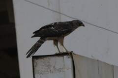 Accipiter melanoleucus