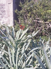 Vanessa vulcania