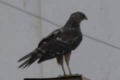 Accipiter melanoleucus