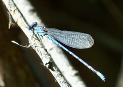 Argia extranea