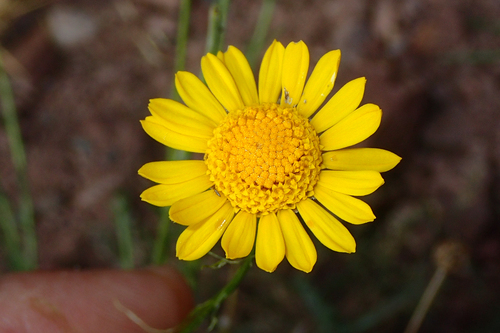 Cladanthus scariosus, photograph 3