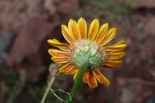 Cladanthus scariosus, photograph 4