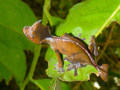 Uroplatus phantasticus