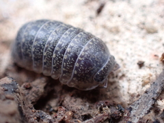 Armadillidae