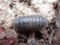 Armadillidae