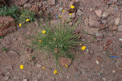 Cladanthus scariosus