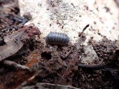 Armadillidae