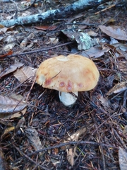 Russula fragrantissima
