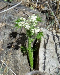 Cnidoscolus angustidens