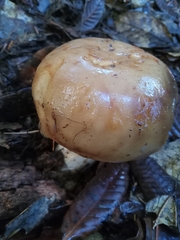 Russula fragrantissima