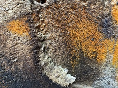 Chrysothrix candelaris