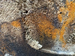 Chrysothrix candelaris