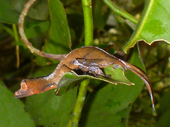 Uroplatus phantasticus