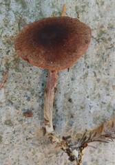 Collybiopsis villosipes