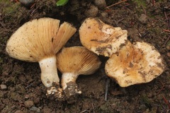 Lactarius subvillosus