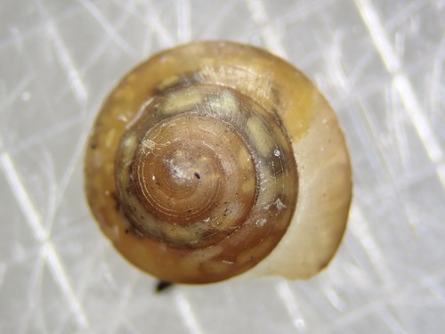 Diastole conula observed 2022-11-08