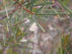 Nacaduba biocellata